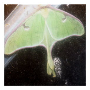 Luna Moth Close-Up Poster