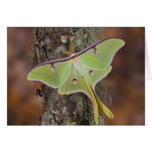Luna Moth en soie