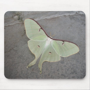 Luna moth grey background-mousepad mouse pad