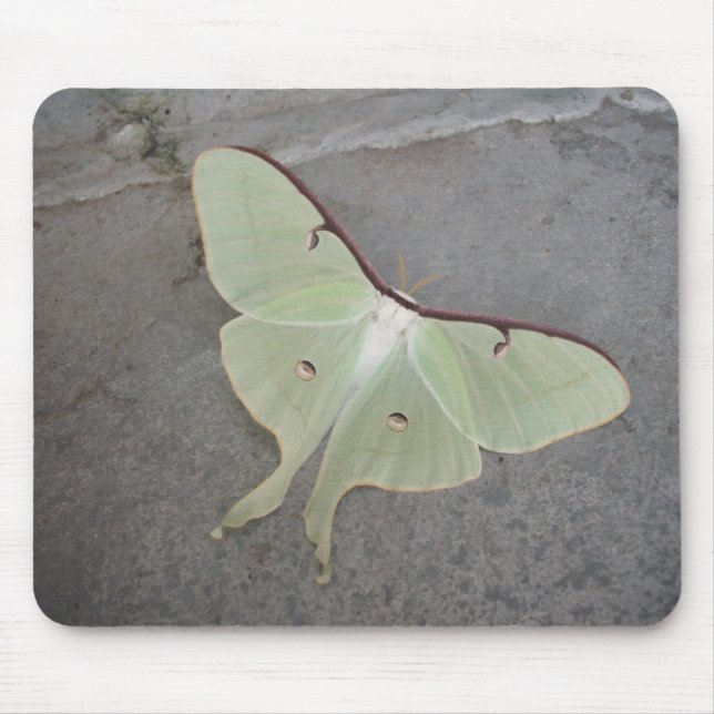 Luna moth grey background-mousepad mouse pad (Front)