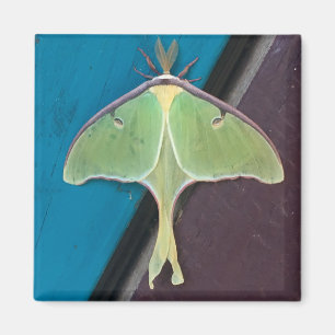 Luna Moth Magnet