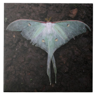 luna moth nature butterfly fairy fantasy dream tile
