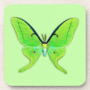 Luna moth on a pale green background coaster