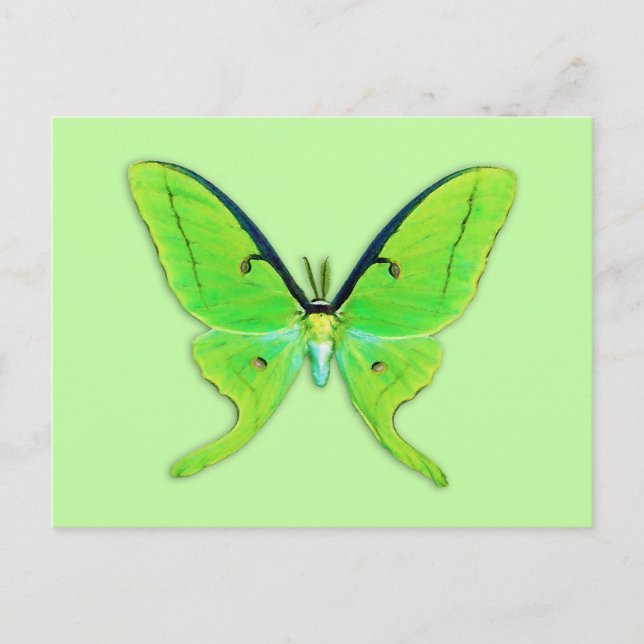 Luna moth on a pale green background postcard (Front)