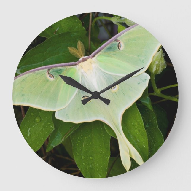 Luna Moth on Carnaby Clematis Large Clock (Front)