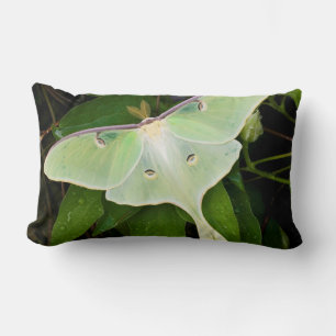 Luna Moth on Carnaby Clematis Lumbar Pillow