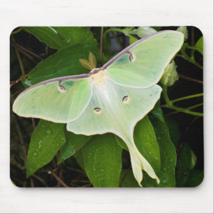 Luna Moth on Carnaby Clematis Mouse Pad