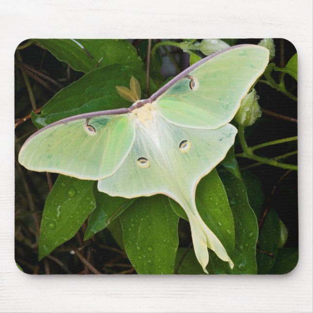 Luna Moth on Carnaby Clematis Mouse Pad (Front)