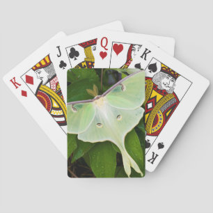 Luna Moth on Carnaby Clematis Playing Cards