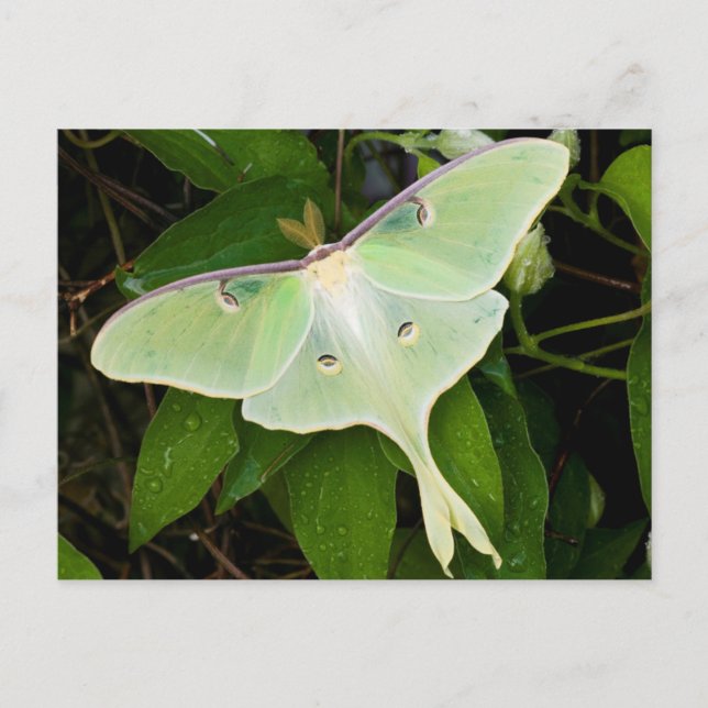 Luna Moth on Carnaby Clematis Postcard (Front)
