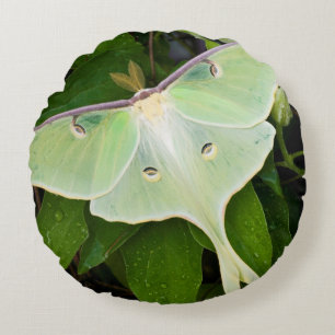 Luna Moth on Carnaby Clematis Round Pillow