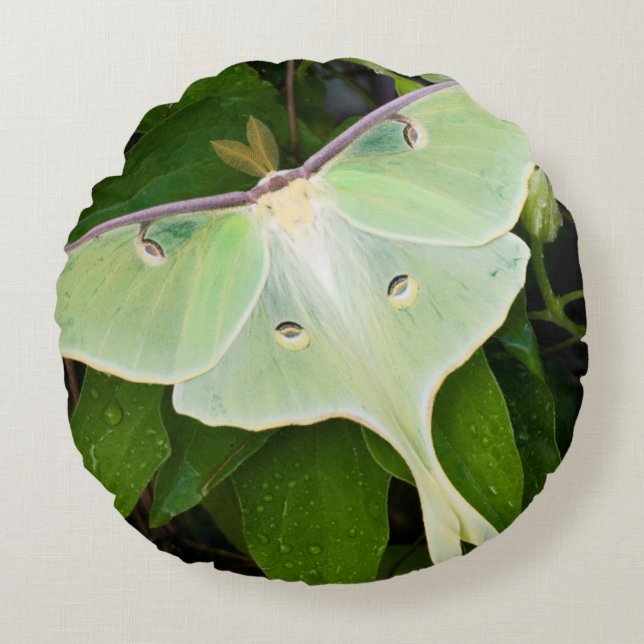 Luna Moth on Carnaby Clematis Round Pillow (Front)