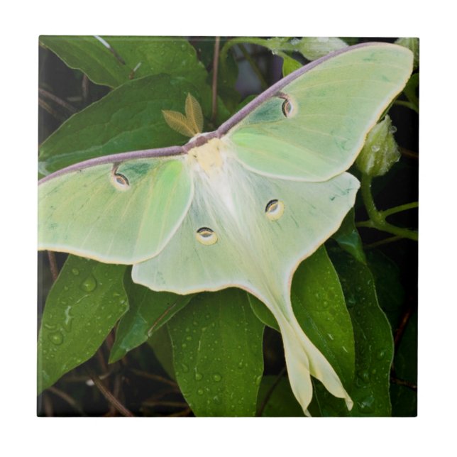 Luna Moth on Carnaby Clematis Tile (Front)