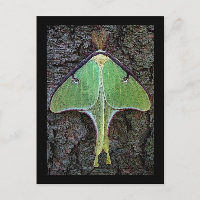 Luna Moth Postcard (Front)