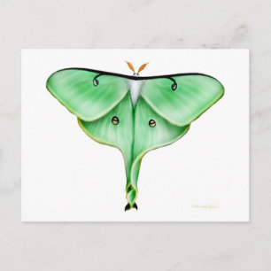 Luna Moth Postcard