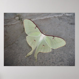 Luna Moth Poster