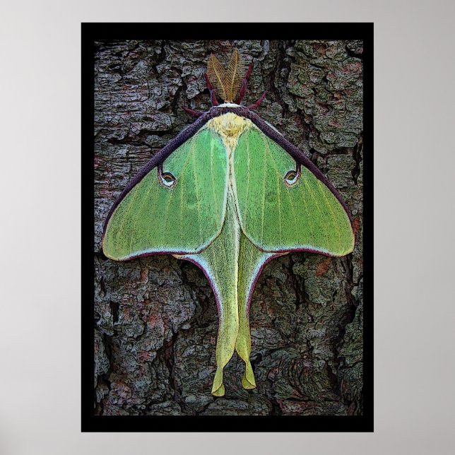 Luna Moth Poster (Front)