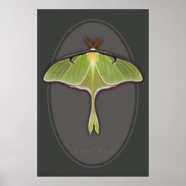 Luna Moth Poster -24x36 -other sizes available (Front)