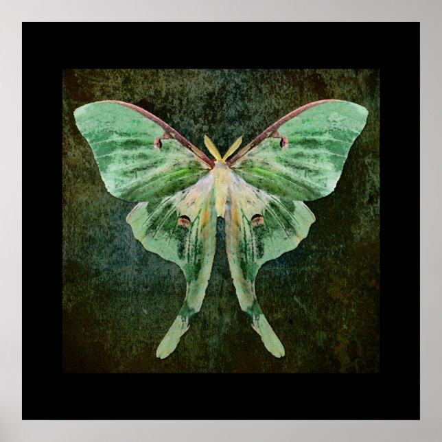 Luna Moth Print (Front)