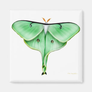 Luna Moth Square Magnet