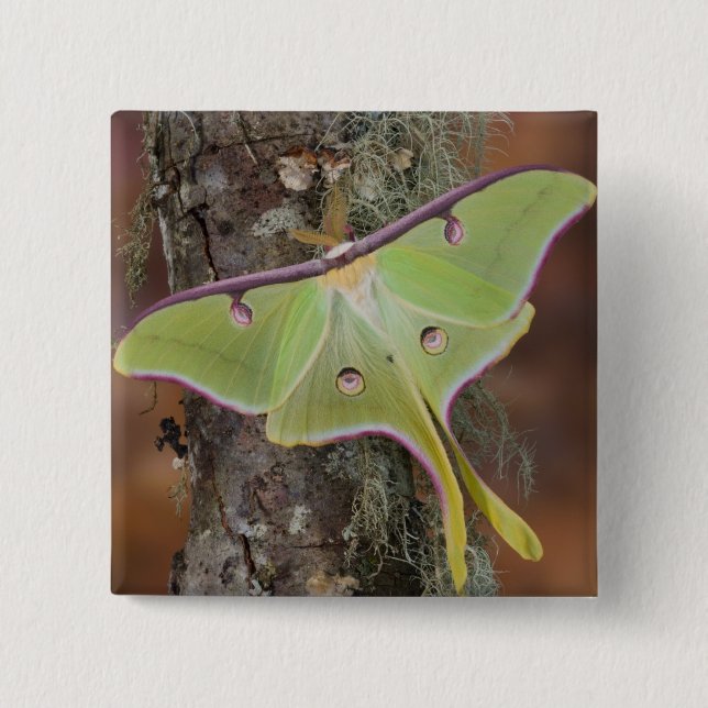 Luna Silk Moth 2 Inch Square Button (Front)