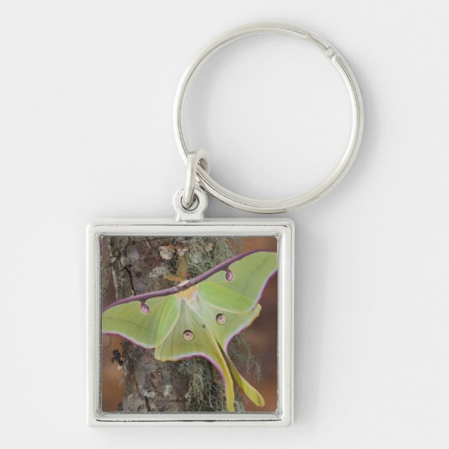 Luna Silk Moth Keychain (Front)