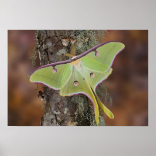 Luna Silk Moth Poster