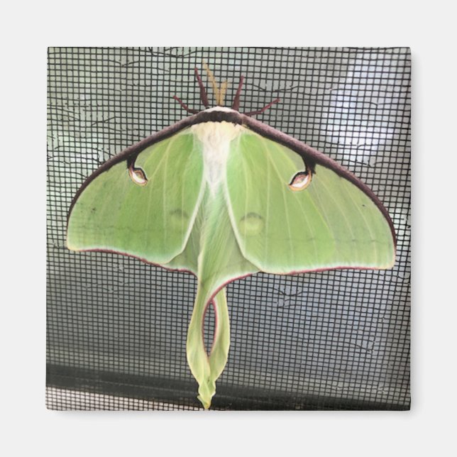 Lunar Moth Magnet (Front)