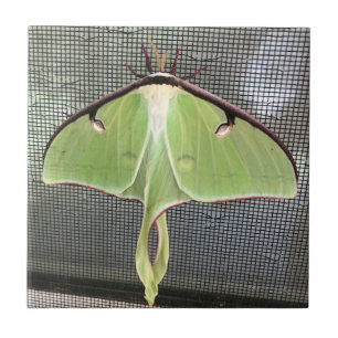 Lunar Moth Tile