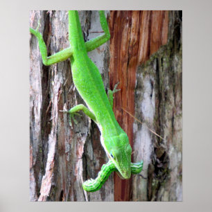 Lunch Anyone?  Green Anole (Lizard) Poster