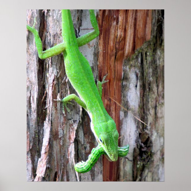 Lunch Anyone?  Green Anole (Lizard) Poster (Front)