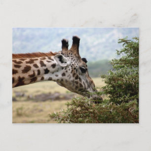 Lunch at the Acacia Tree - Postcard