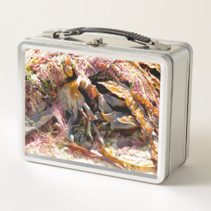 LUNCH BOX ALGUES