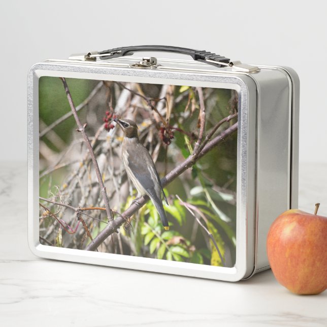 Lunch Box Avian Photography, Canadian Bohemian Waxwing (En situation)
