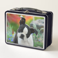 Boston Terrier Dog Cute Puppy Animal Head Photo ..