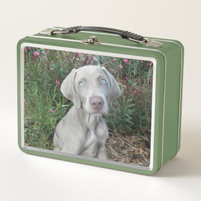 Lunch Box Brooklyn le chien Weimaraner (Devant)