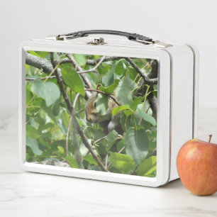 Lunch Box Cachage d'écureuil dans la poubelle en métal de l'