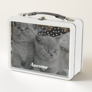 Lunch Box Chats Kitty Gray Cute