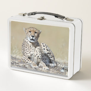 Lunch Box Cheetah