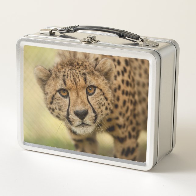 Lunch Box Cheetah - Big Cat (Devant)