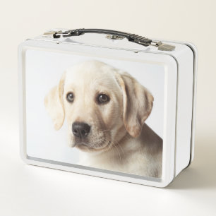 Lunch Box Closeuse de la coqueliche du Labrador