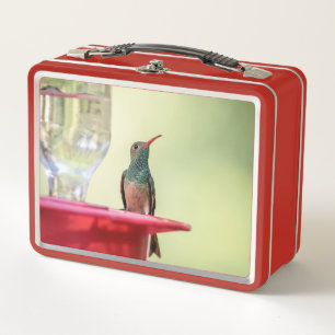 Lunch Box Colibri à ventre cassé au Texas
