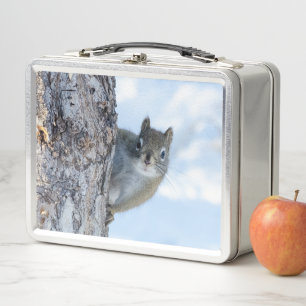 Lunch Box Curious Squirrel, Canadian Animal Photography
