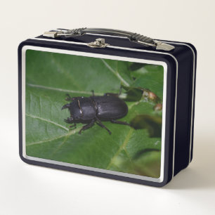 Lunch Box Dorcus parallelipipedus, le moindre dendroctone du