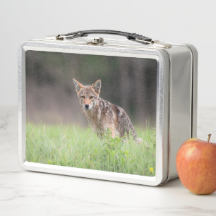 Lunch Box Faune canadienne : Photographie Brown de Coyote