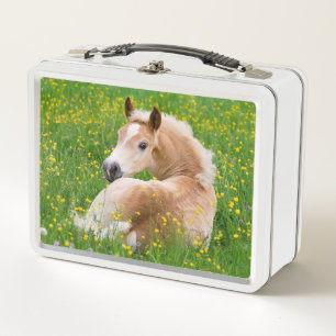 Lunch Box Haflinger Pony Horse Cute Fote en Flowerbed Photo