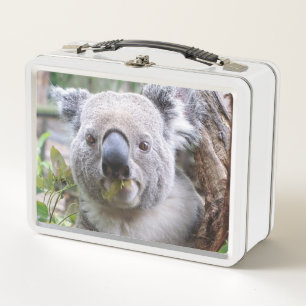 Lunch Box Koala