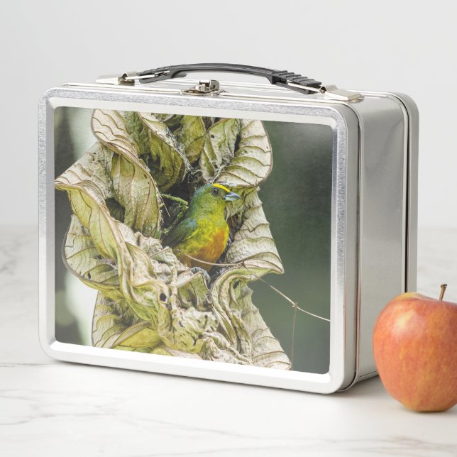 Lunch Box Olive Backed Euphonia, Wildlife Avian Photography (En situation)