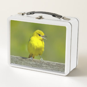 Lunch Box Oriole de verger - Photographie originale