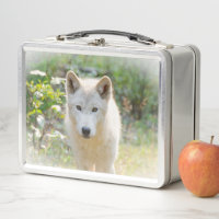 Photographie de la faune, Loup gris canadien